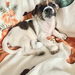 Prince Riley - White and tan male Russell Terrier puppy in Missouri from Royal Russells Ranch