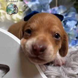 Manzanilla (Red Dapple Piebald) - Piebald male Dachshund puppy in Fayetteville, West Virginia from Loop Creek Dachshunds