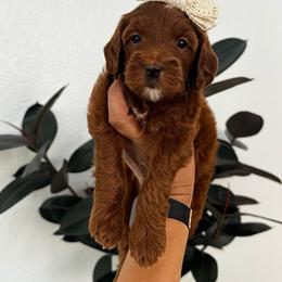 Girl 2 - Red  female Goldendoodle puppy in Elk Grove, California from Doodles by Faith