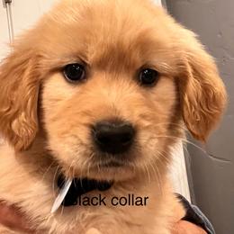 Golden Retriever Puppies from Contango Goldens