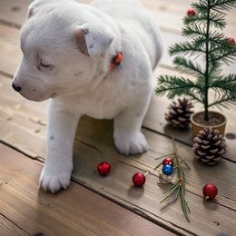 SNOWBALL, all white female with black spots - Blue female Australian Cattle Dog puppy in Kalispell, Montana from BTR Australian Cattle Dogs