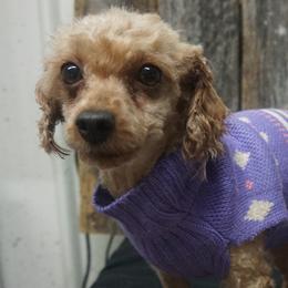 Ruby - Poodle