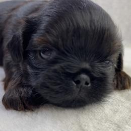Shih Tzu Puppies from Little Miracles Shih Tzu