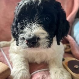Goldendoodle Puppies from Lumley Acres Doodles