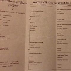 Pudelpointer All Grown Up from Happy Valley Gun Dogs