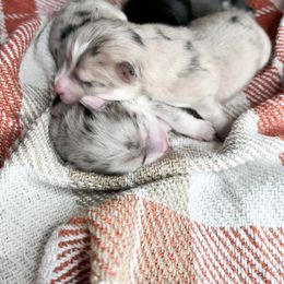 Pomsky Puppies from Pomsky Playpen