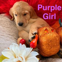 Golden Retriever Puppies from American True Golden retriever