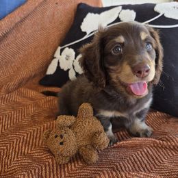 Dachshund Puppies from Cassiopeia Doxies