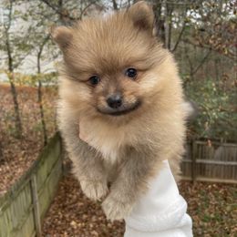 Pomeranian and Shih Tzu Puppies from GA Designer Puppies