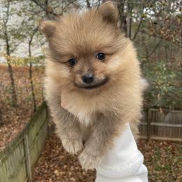 Pomeranian and Shih Tzu Puppies from GA Designer Puppies
