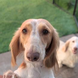 Barbs - RETIRED MOM - Piebald female Dachshund puppy in San Diego, California from Sweetheart Doxies LLC