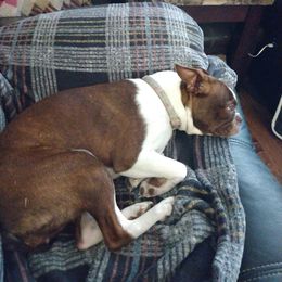 Boston Terrier Puppies from J & T Bostons