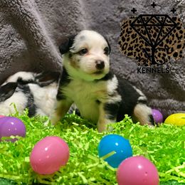 MooCow - Miniature Australian Shepherd puppy in La Salle Parish, Louisiana from Diamond KC Kennels