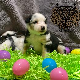 MooCow - Miniature Australian Shepherd puppy in La Salle Parish, Louisiana from Diamond KC Kennels