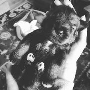 Standard Schnauzer Puppies from Goldwynn Standard Schnauzers