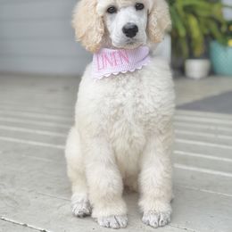 Poodle Puppies from Dreamland Standard Poodles