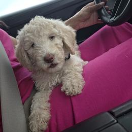 Lady Katara Sharmon Pupperton - Cream female Poodle puppy in Midlothian, Texas from Pristine Puppies & Signature Studs