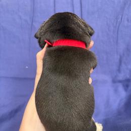 Brodie - Black and tan male French Bulldog puppy in Springfield, Missouri from Taylor