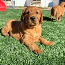 Golden Retriever Puppies from Charmed Golden Retrievers