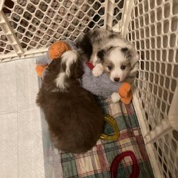 Miniature American Shepherd Puppies from Fuzzbottom Miniature American Shepherd