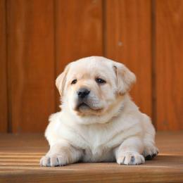 Labrador Retriever Puppies from Pure Joy Labradors