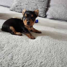 Piston - Black and tan male Yorkshire Terrier puppy in Sidney, Ohio from Little Yorkie World