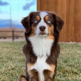 Miniature Australian Shepherds from Desert Bloom Ranch