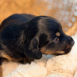 Rose - Black and tan female Dachshund puppy in Red Bluff, California from Down The Hill Potterdale