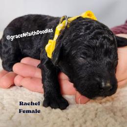 Rachel - Black female Goldendoodle puppy in Peytno, Colorado from Grace N Faith Doodles
