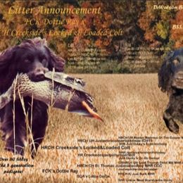 Boykin Spaniel All Grown Up from DrWatson Boykin Spaniels