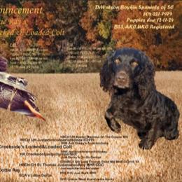 Boykin Spaniel All Grown Up from DrWatson Boykin Spaniels
