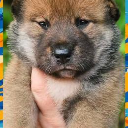 Twister - Red sesame female Shikoku Ken puppy in Charleston, West Virginia from Kiseki No Yama