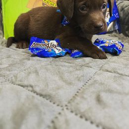 Girl 6 - Chocolate Labrador Retriever puppy in Moyock, North Carolina from Rose Breyer Retrievers
