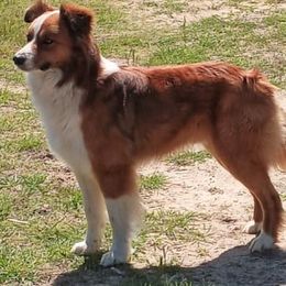 Australian Shepherd All Grown Up from Powell's Paws