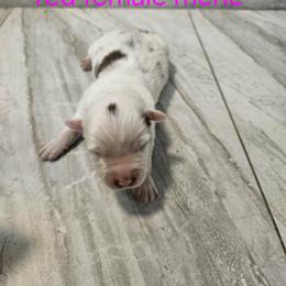 F1 - Red merle female Australian Shepherd puppy in Arbela, Missouri from County Line Aussies