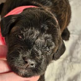 Girl 3 - Black female Whoodle puppy in O'neill, Nebraska from Willowdale Doodles