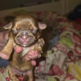 Jamie - Chocolate and tan female Shih Tzu puppy in Cook County, Illinois from My Tzu Crew