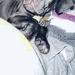 Cane Corso Puppies from Venom Cane Corsos