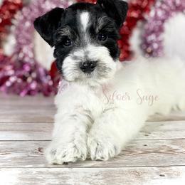 Miniature Schnauzer Puppies from Silver Sage Schnauzers