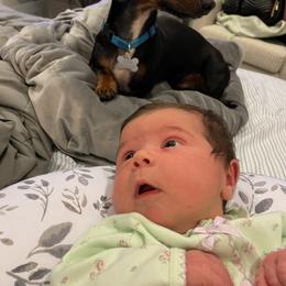 Dachshund Puppies from Dachshund Dad