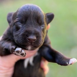 Clara - Liver female Miniature Schnauzer puppy in Temple, Texas from Schnauzers Of Taylor