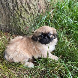 Pekingese from Wanda's Lit'l Pekingnese
