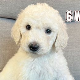 Teal hi - Labradoodle puppy from The Dood Ranch