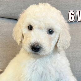 Teal hi - Labradoodle puppy from The Dood Ranch