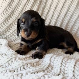 Sable - Black and tan female Dachshund puppy in Excel, Alabama from CJ’s Little Palace
