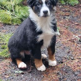 Oliver - Australian Shepherd puppy in Oregon from Willamette Valley Australian Shepherds