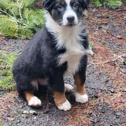 Oliver - Australian Shepherd puppy in Oregon from Willamette Valley Australian Shepherds