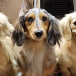 Dachshunds from Pamela Sklanka