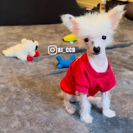 Chinese Crested Puppies from Lucky Star Chinese Crested Dog