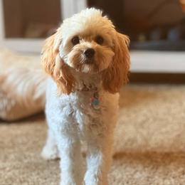 Montana - Cavapoo